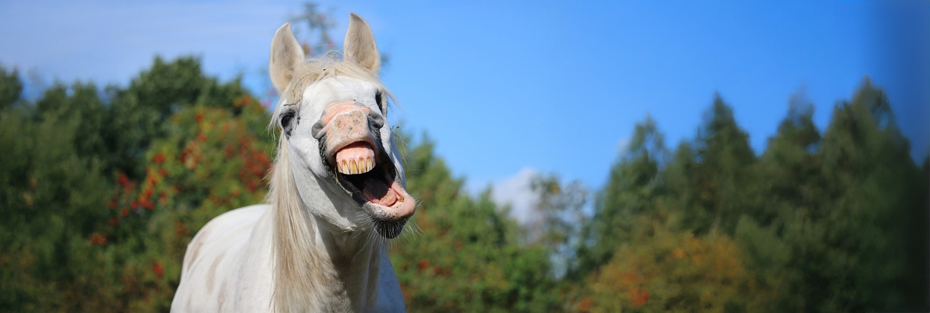 Erreur de parcours - Petit Galop