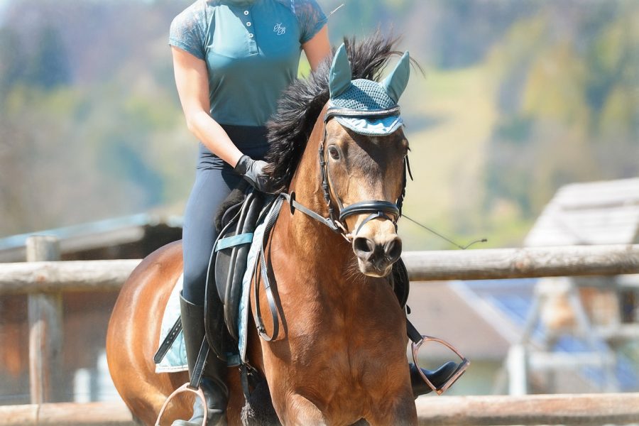 Quiz Galop 3 révise la théorie Petit Galop — free download