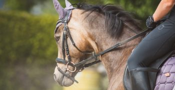 Changer d'allure et de direction à cheval