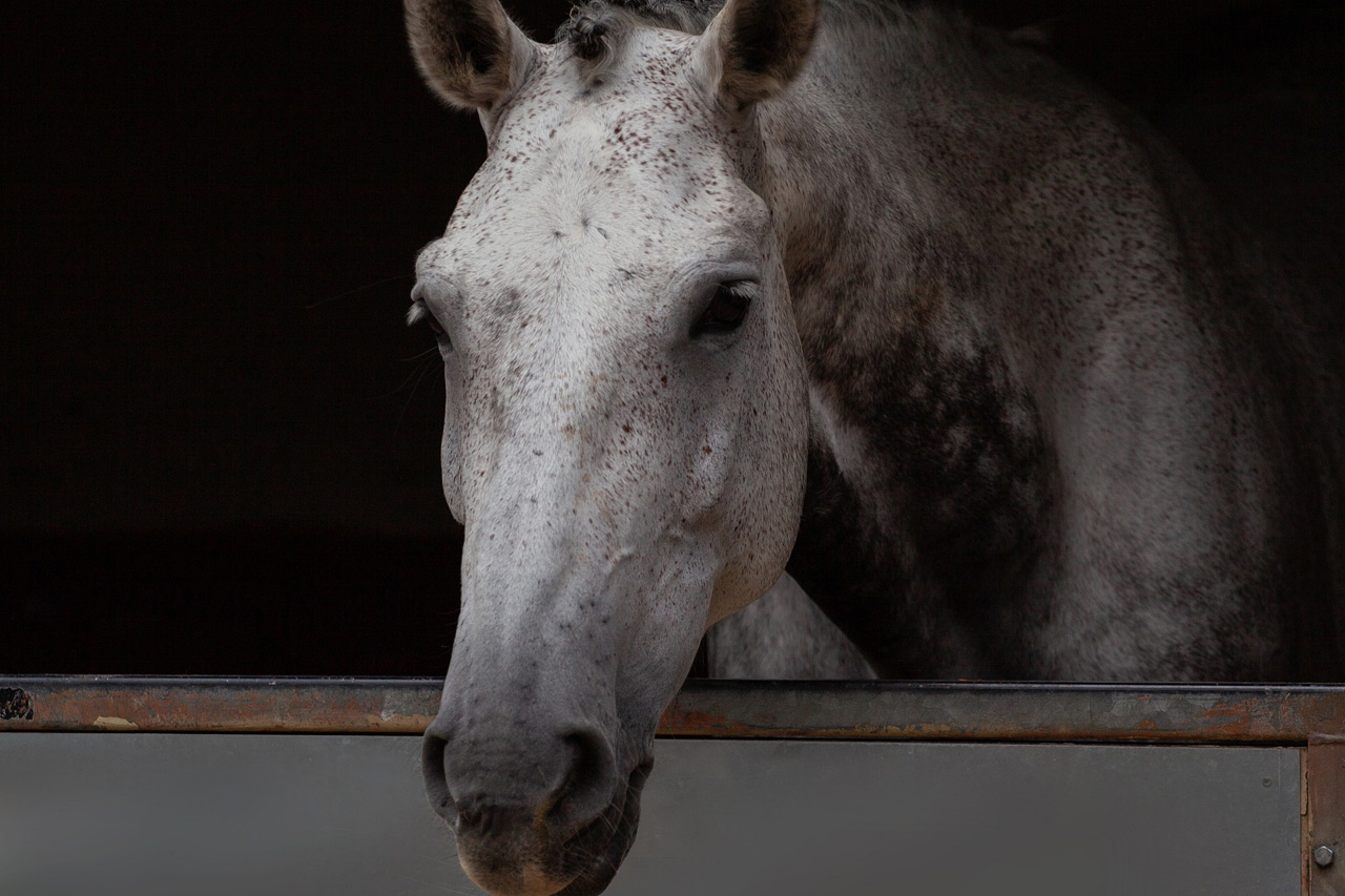 Couleurs cheval gris