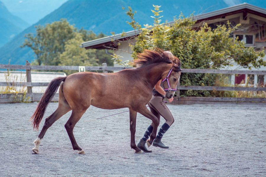 Quiz Galop 3 - Petit Galop
