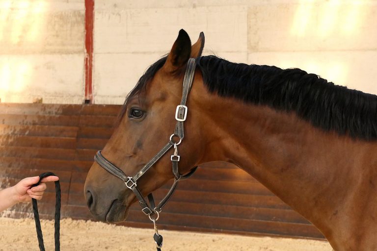 Quiz Galop 3 révise la théorie Petit Galop — free download