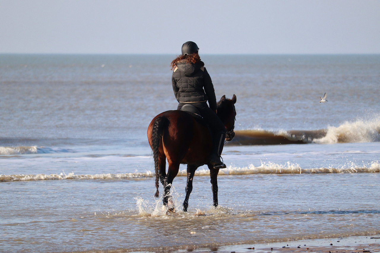 Gérer l'effort du cheval lors d'une sortie en extérieur