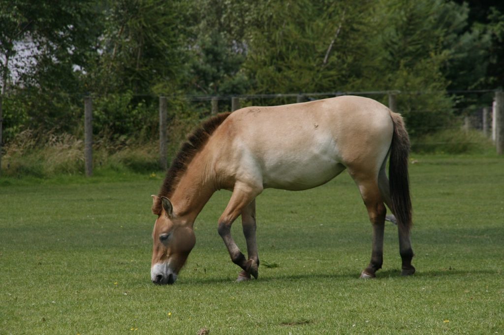 Histoire et évolution du cheval