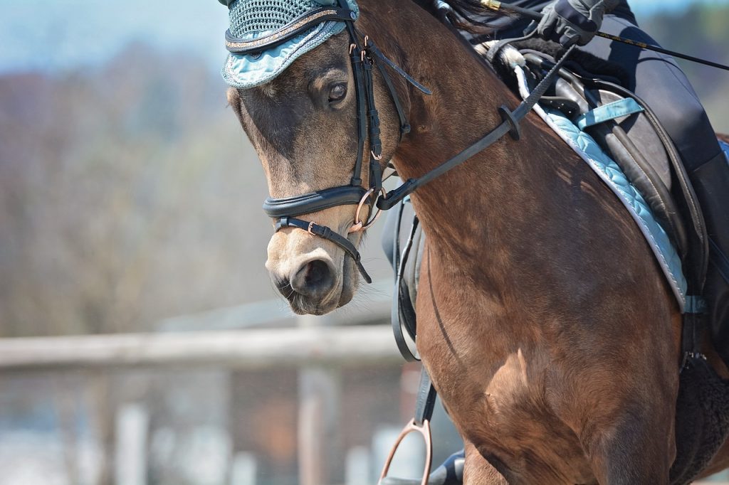 Incurvation du cheval