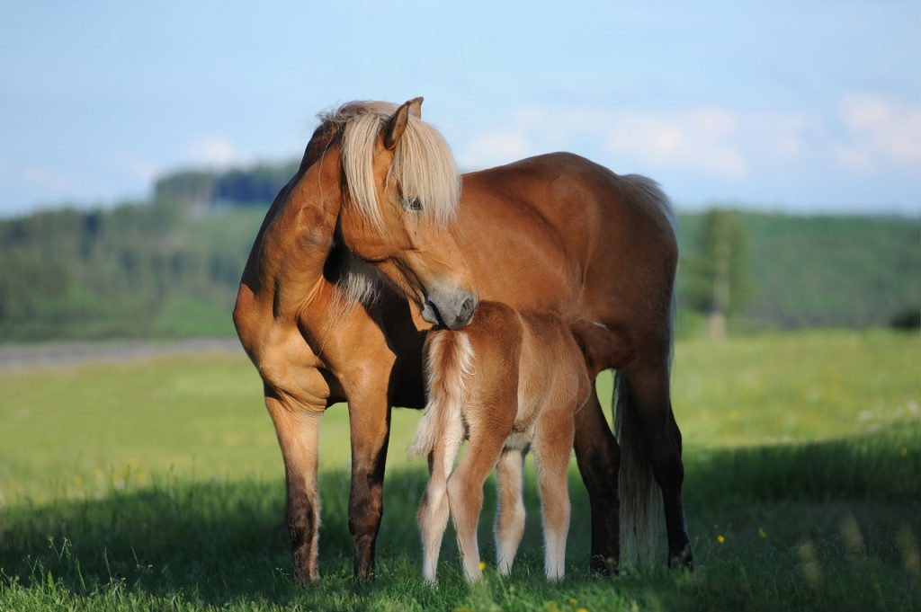 Reproduction du cheval