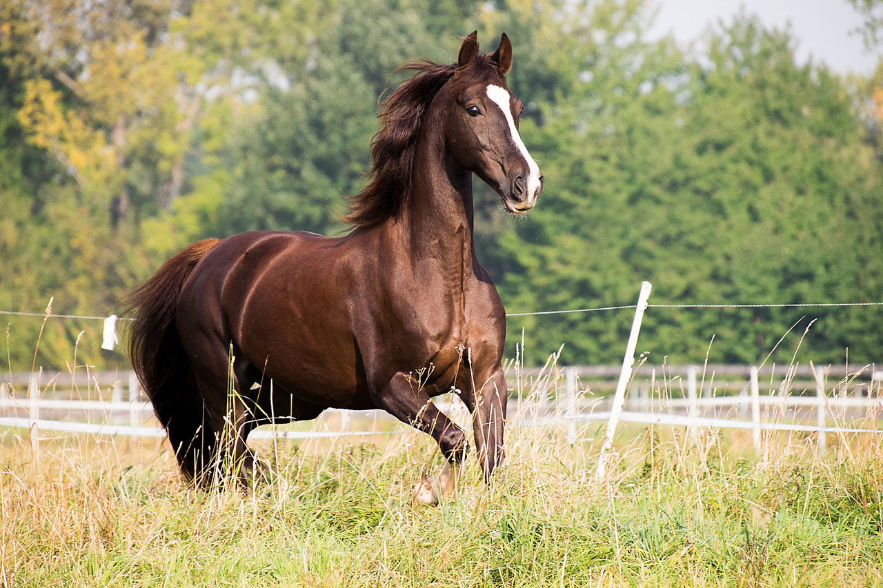 Les 13 robes de base du cheval - Petit Galop