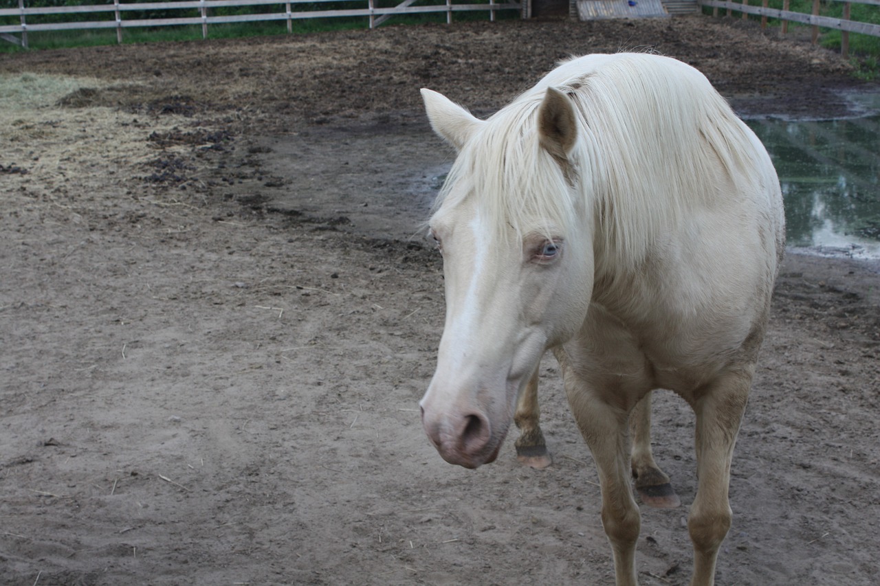 Les 13 robes de base du cheval Petit Galop