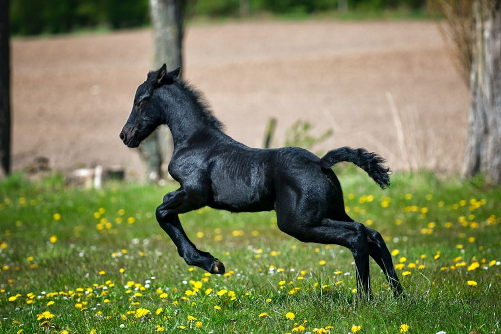 Robe cheval noir