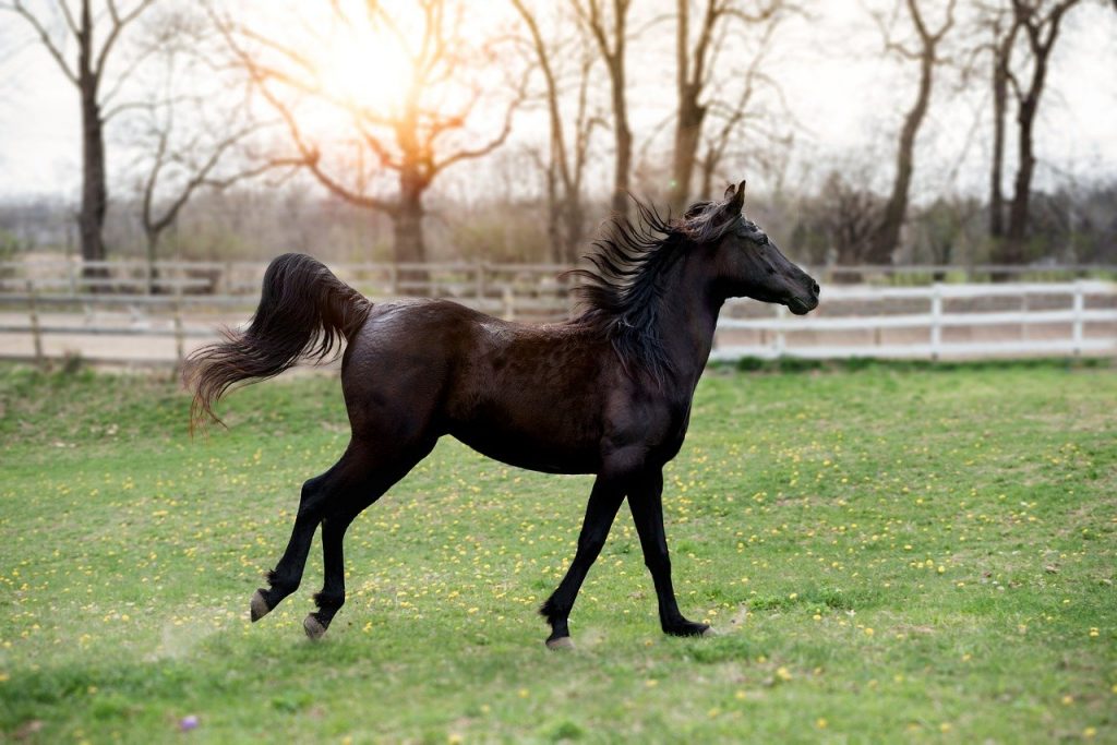 Robe cheval noir pangaré