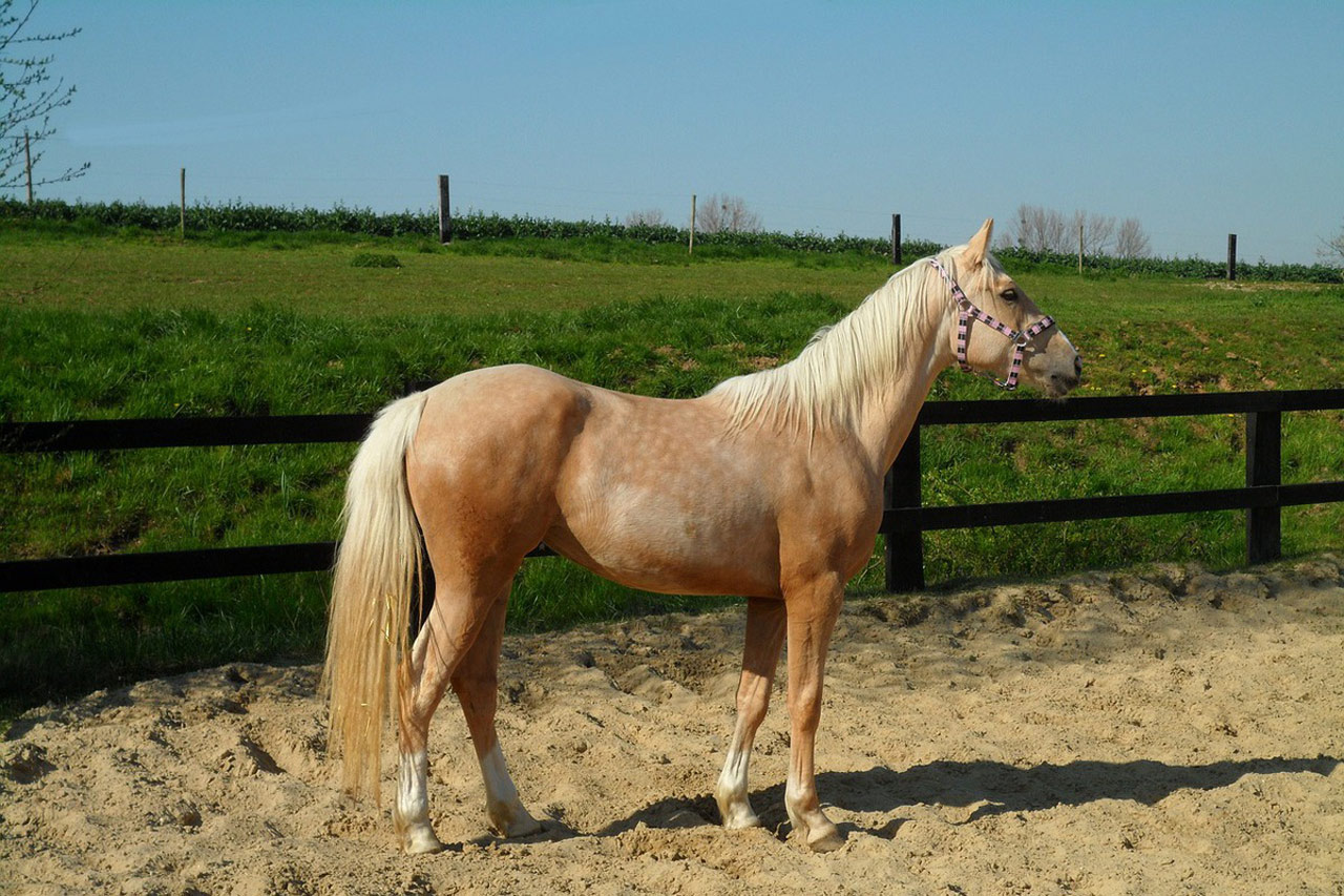 Les 13 robes de base du cheval Petit Galop