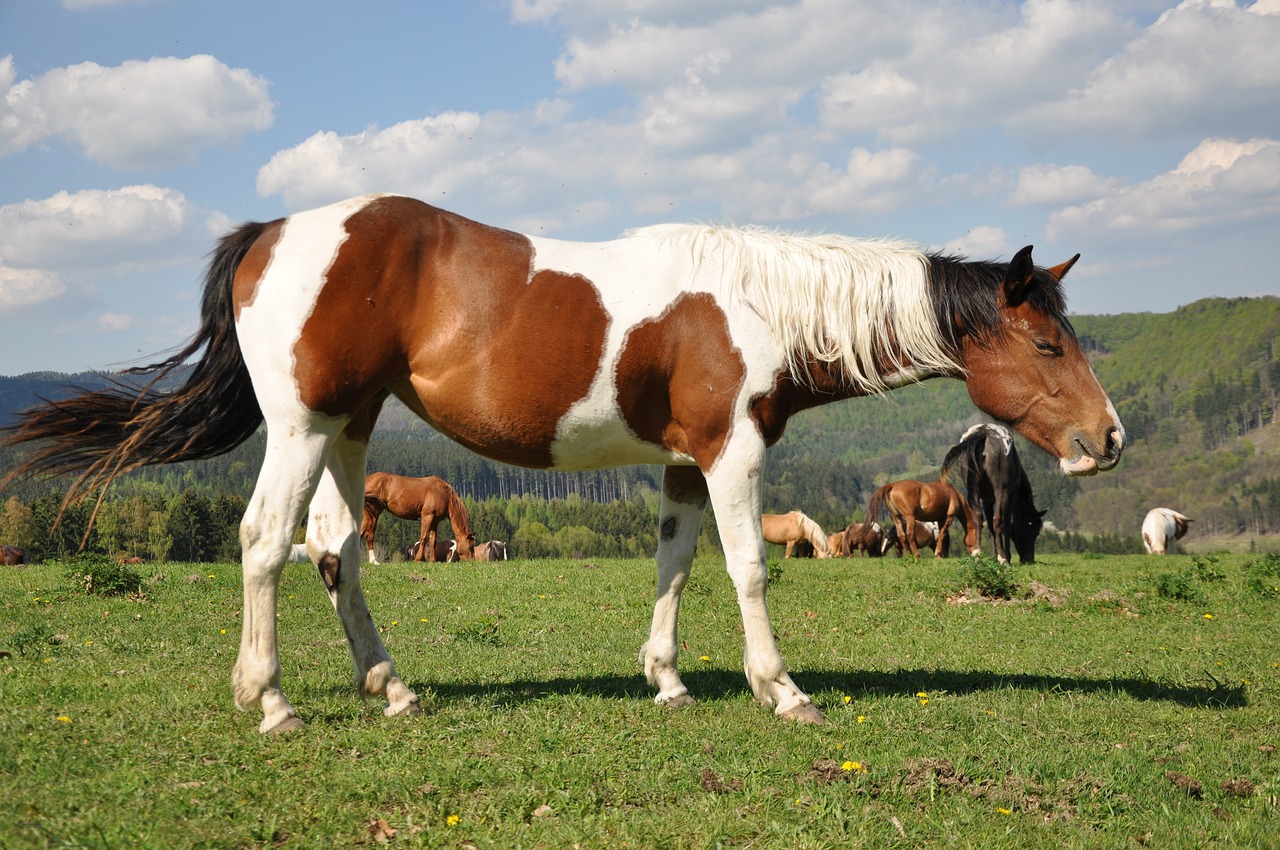 3 étapes pour identifier la robe d'un cheval Petit Galop
