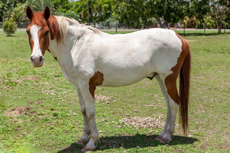 3 étapes pour identifier la robe d'un cheval Petit Galop
