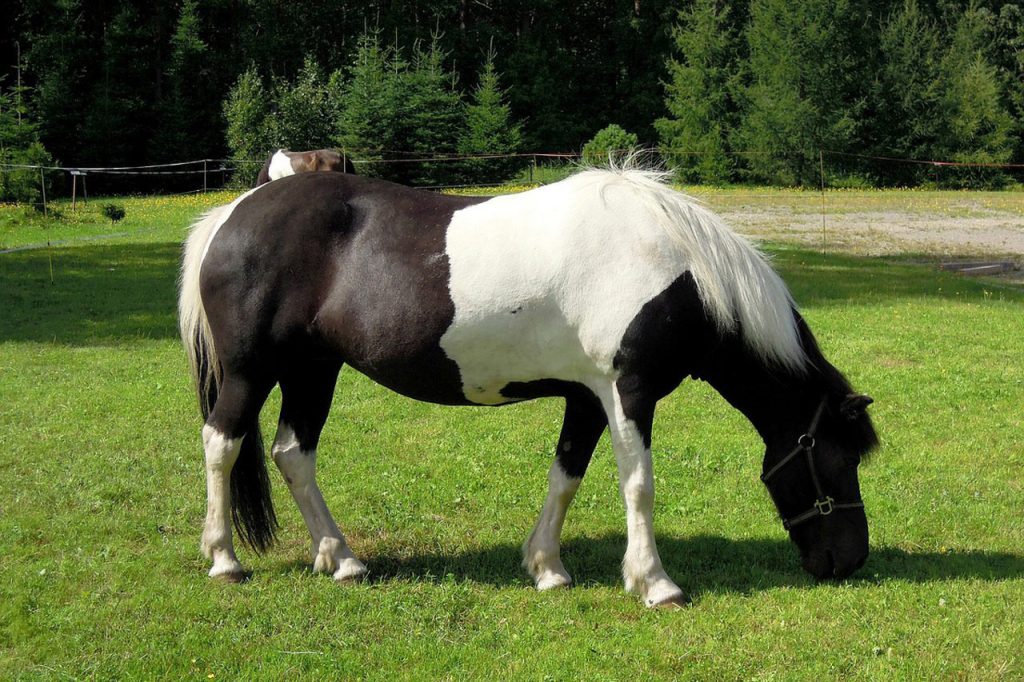 3 étapes pour identifier la robe d'un cheval Petit Galop