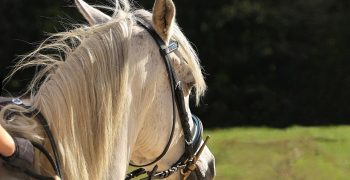 Tenir ses rênes à cheval