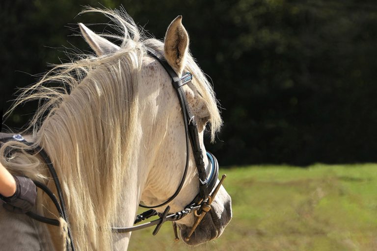 Rênes De Bride Privilège Equitation | Rênes