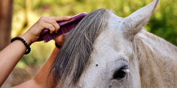 Toiles > Crin > Crin de cheval - Référence 157 : Lafayette Saltiel