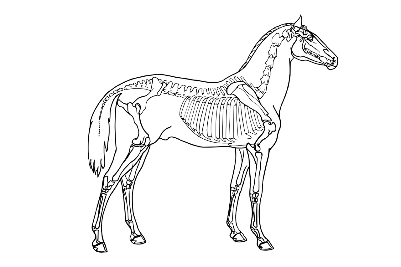 Os du squelette du cheval