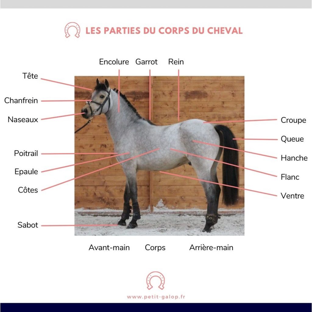 Schéma des parties du corps du cheval