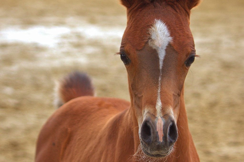 Les noms de chevaux commençant par la lettre O Petit Galop