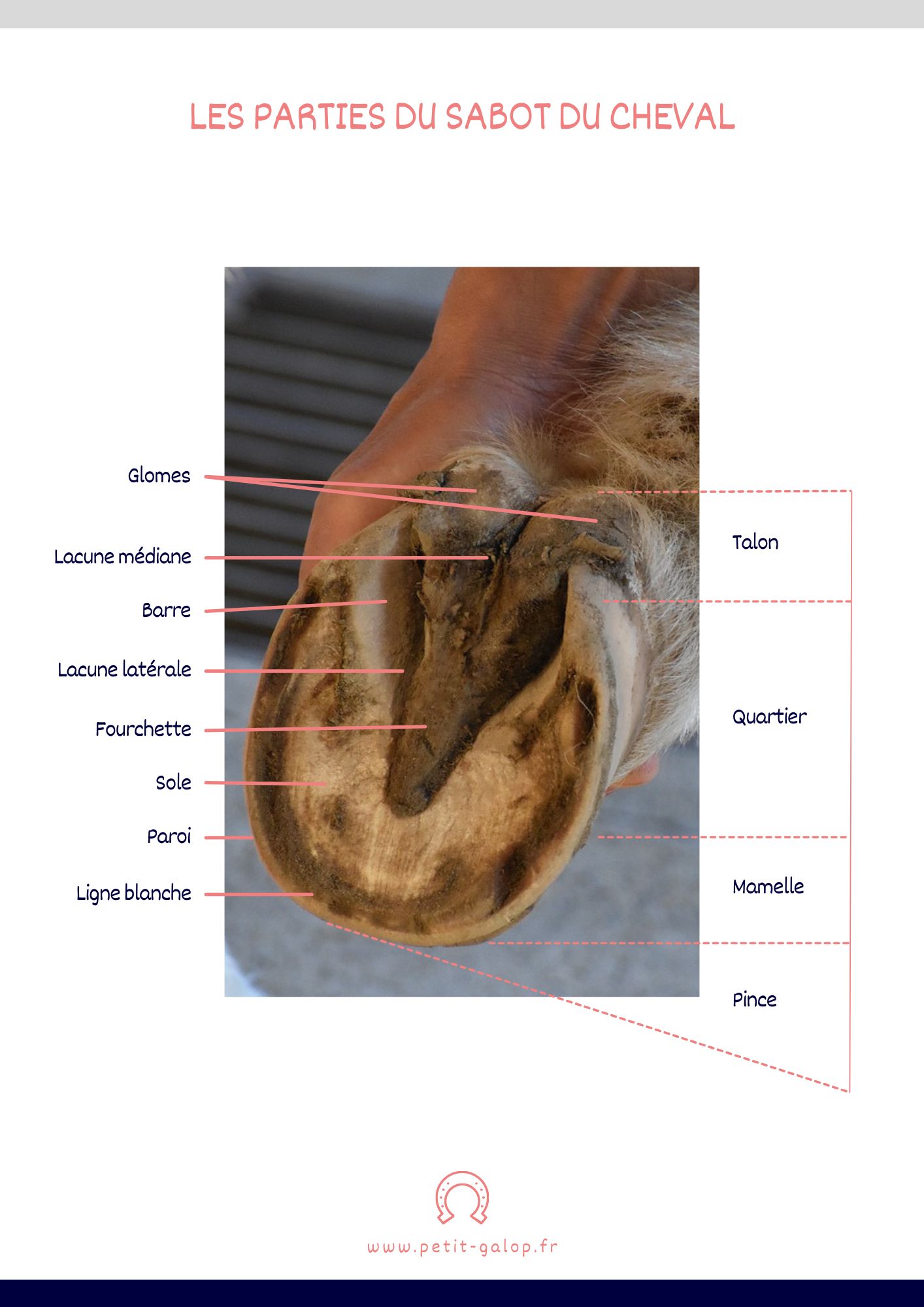 Les parties du sabot du cheval Petit Galop