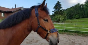 Caveçon longe cheval