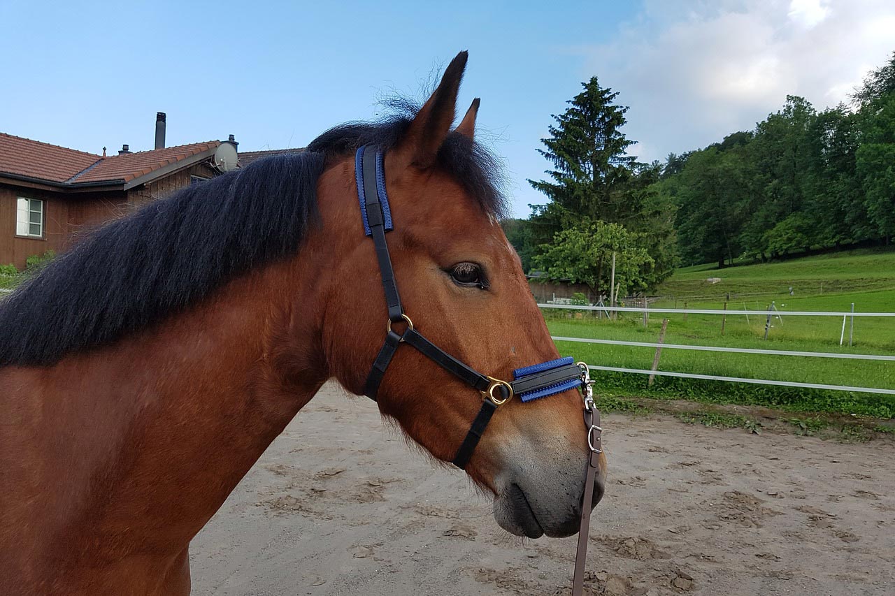 Caveçon longe cheval