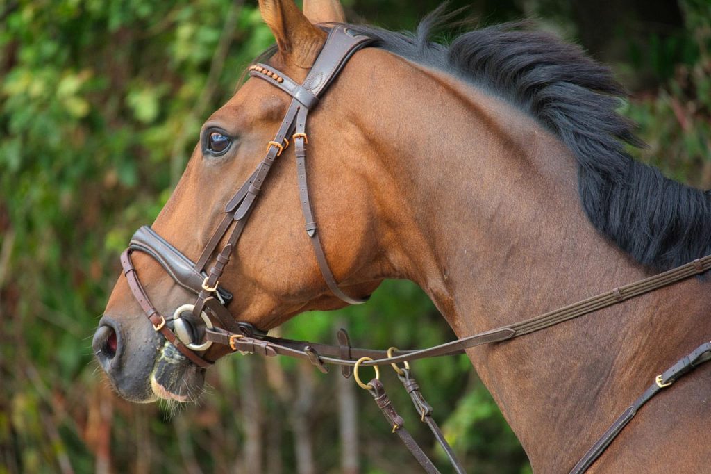 Les enrênements du cheval