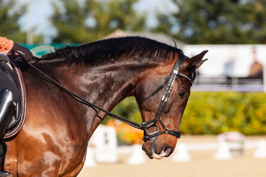 La reprise de dressage Galop 5 - Petit Galop