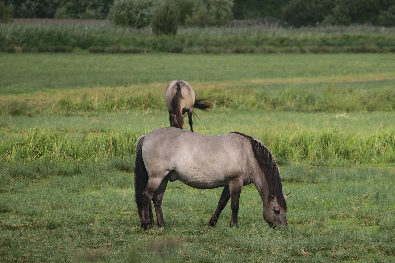 13 Robes De Base Du Cheval | Les Différentes Robes Du Cheval – CZUSA