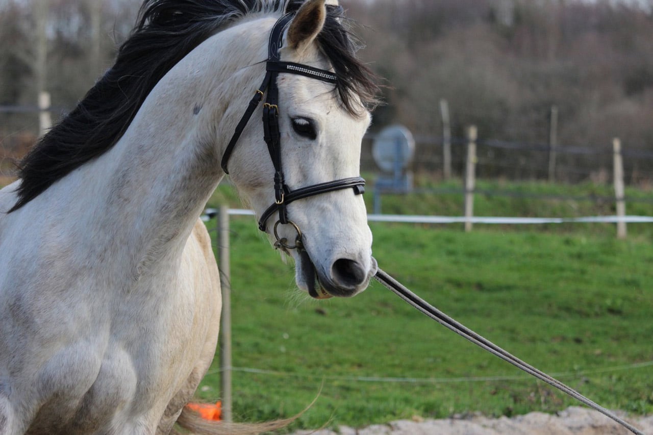 Saut en longe cheval