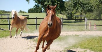 Les 3 allures cheval