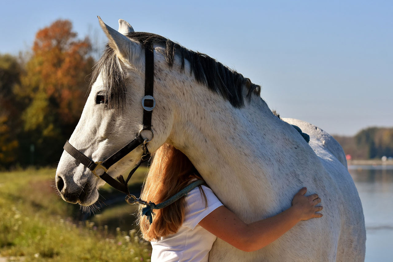 Comment bien choisir son cheval ?