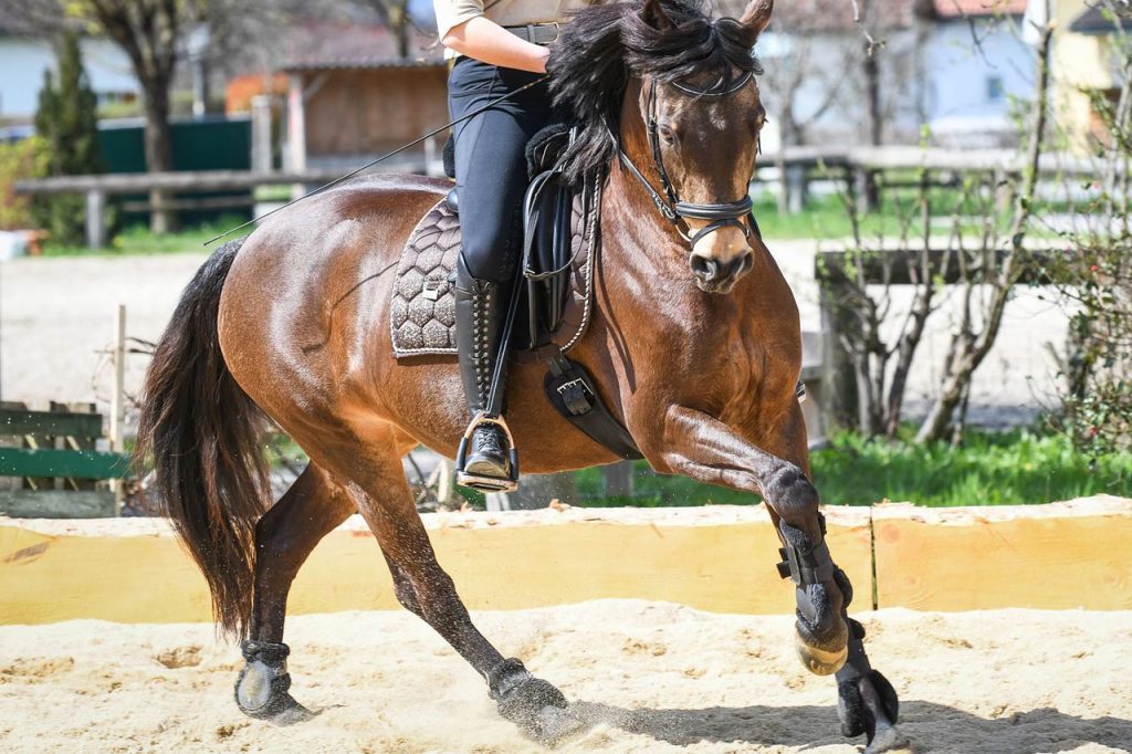 Galop sur le bon pied