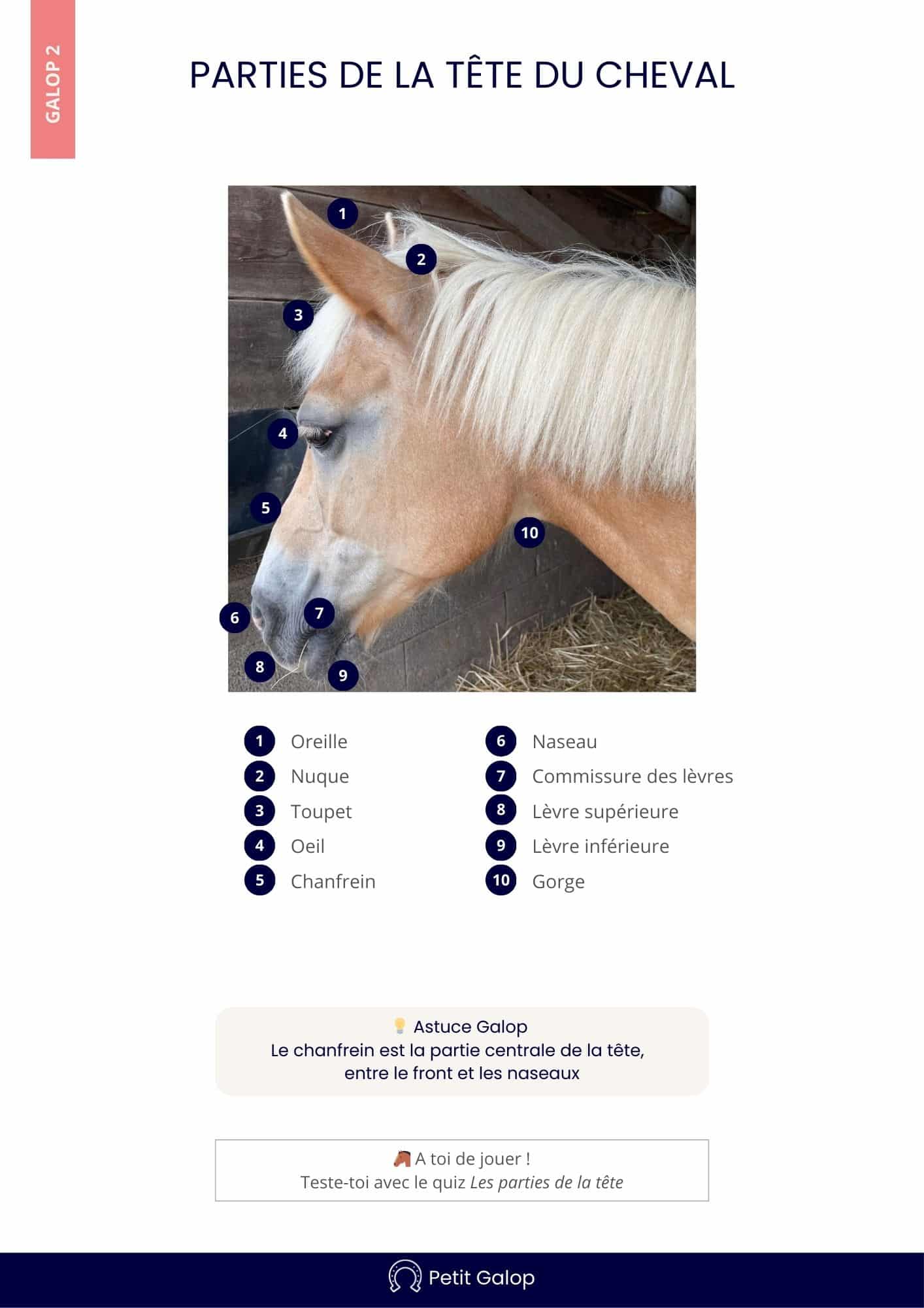 Les parties de la tête du cheval - Petit Galop