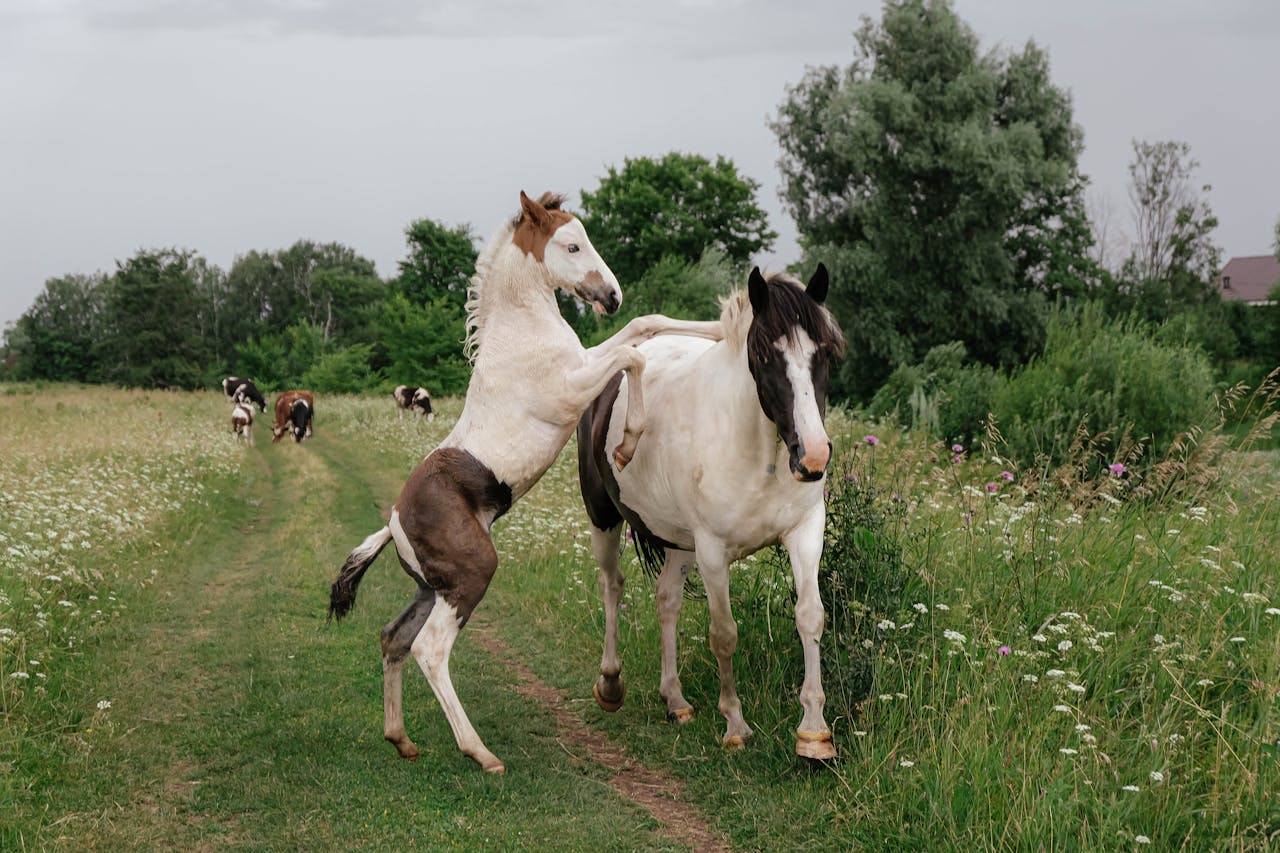 Cheval Pie Roux Les robes pie du cheval - Petit Galop