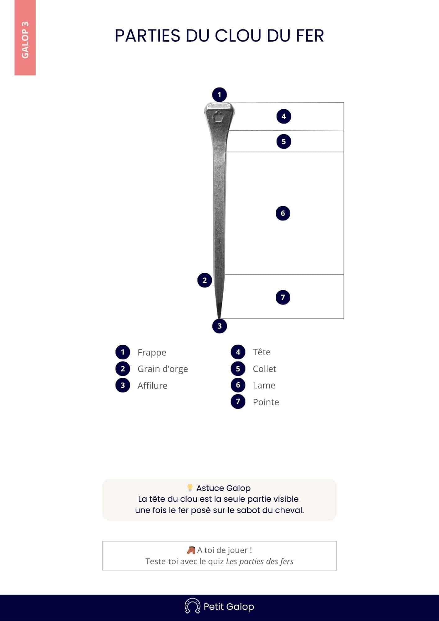 Les parties du fer du cheval - Petit Galop
