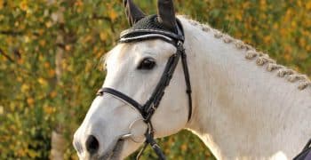 Tresser un cheval