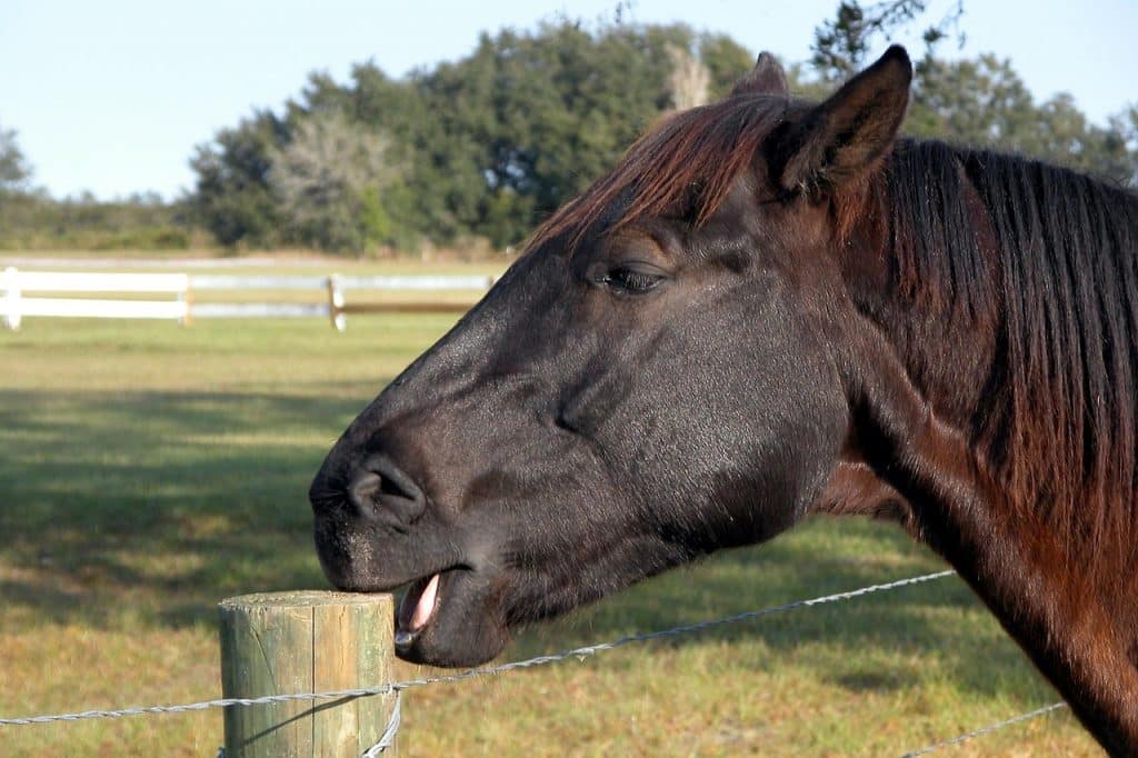 Tic à l'appui du cheval