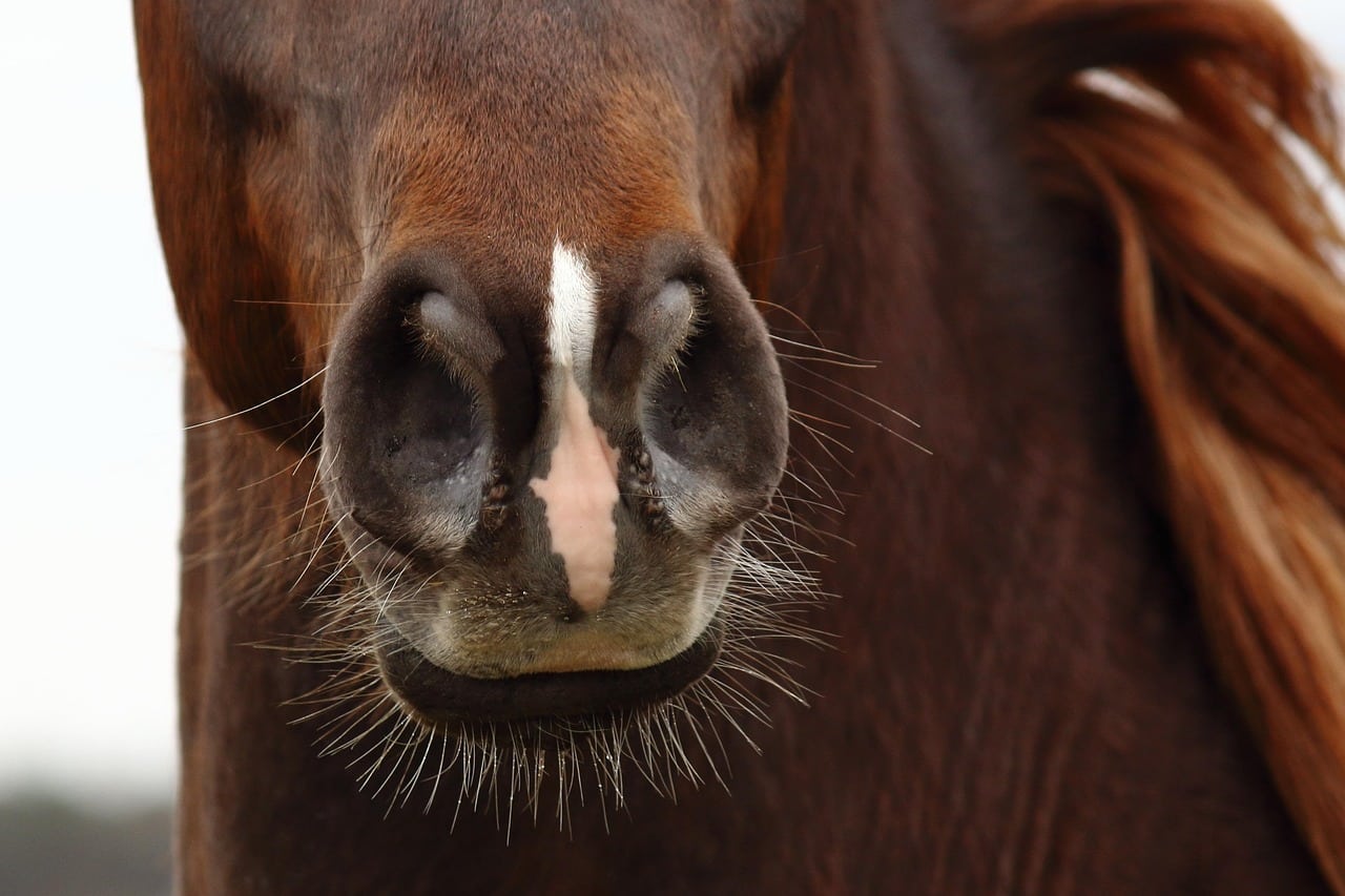 Les aliments dangereux pour le cheval