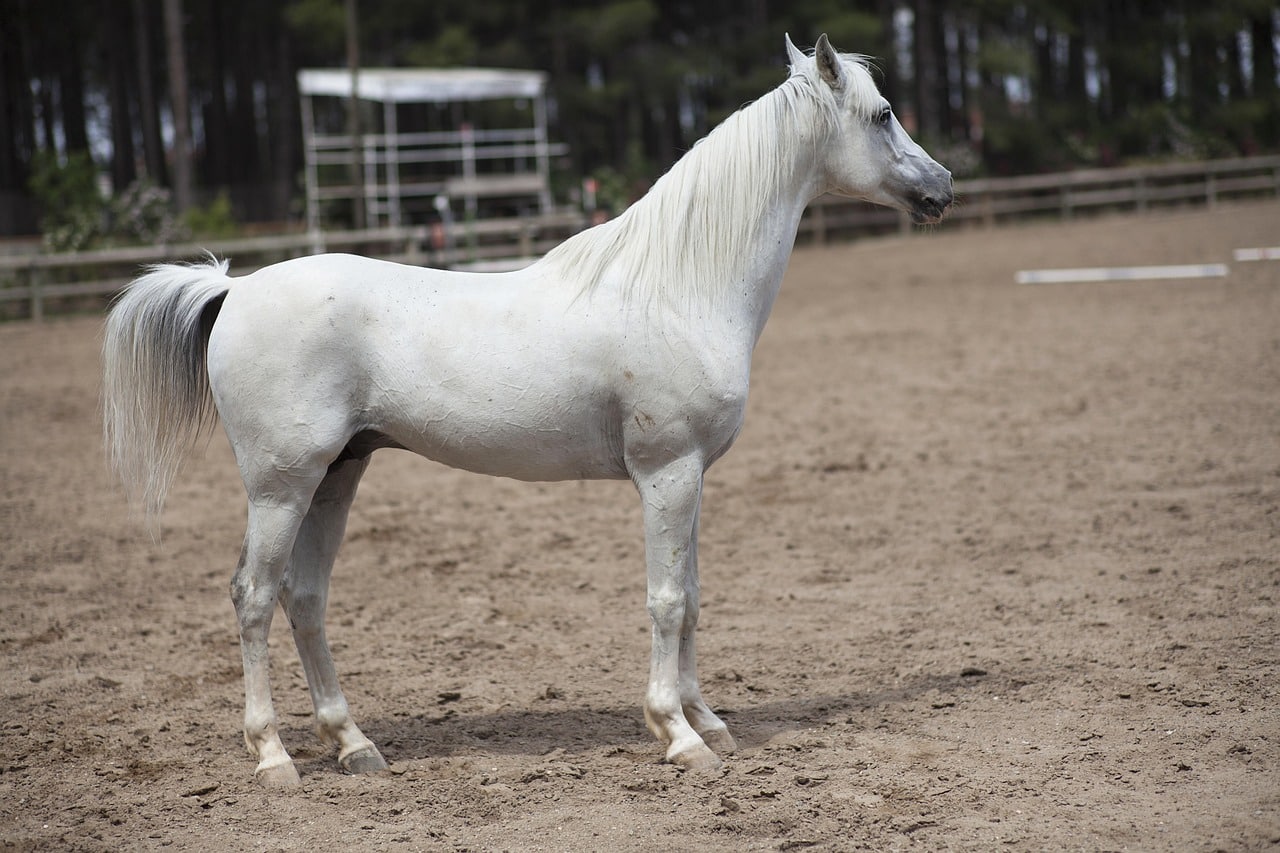Les aplombs du cheval