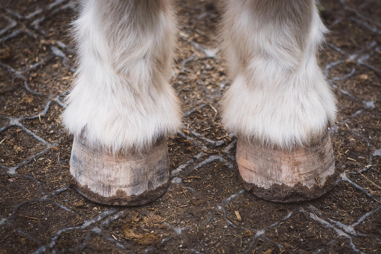 Blessures du pied du cheval