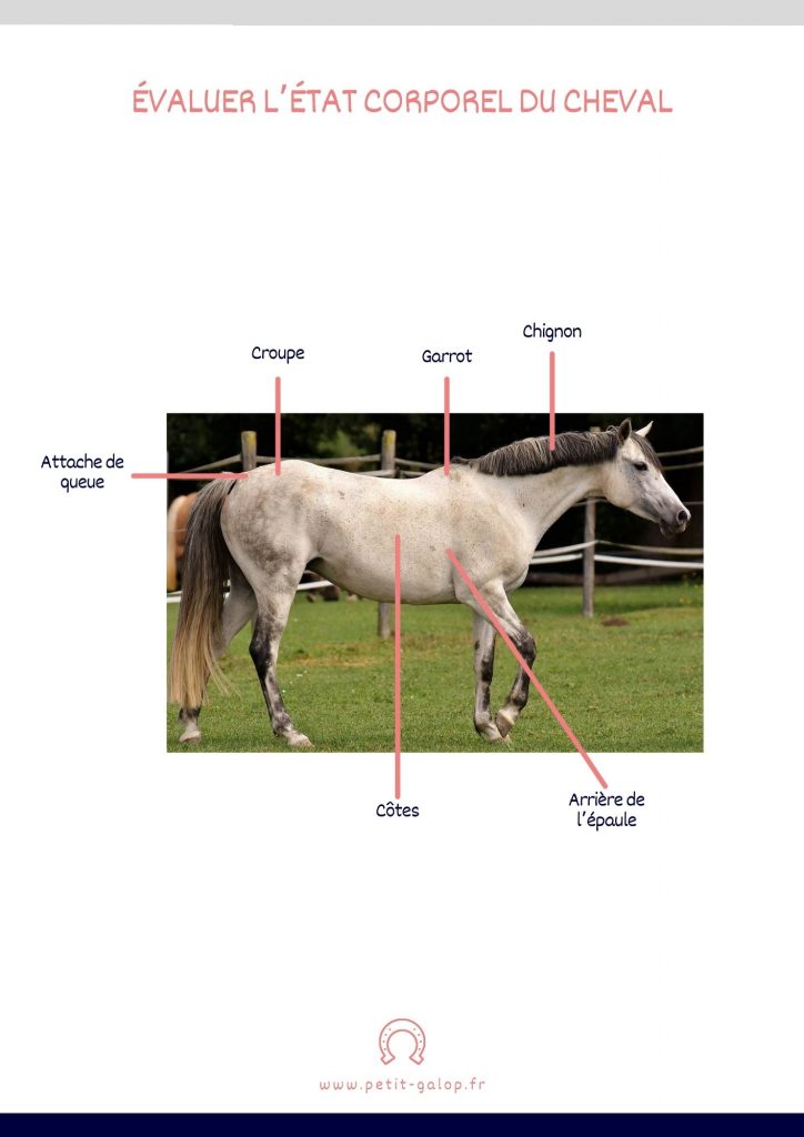 Etat corporel cheval