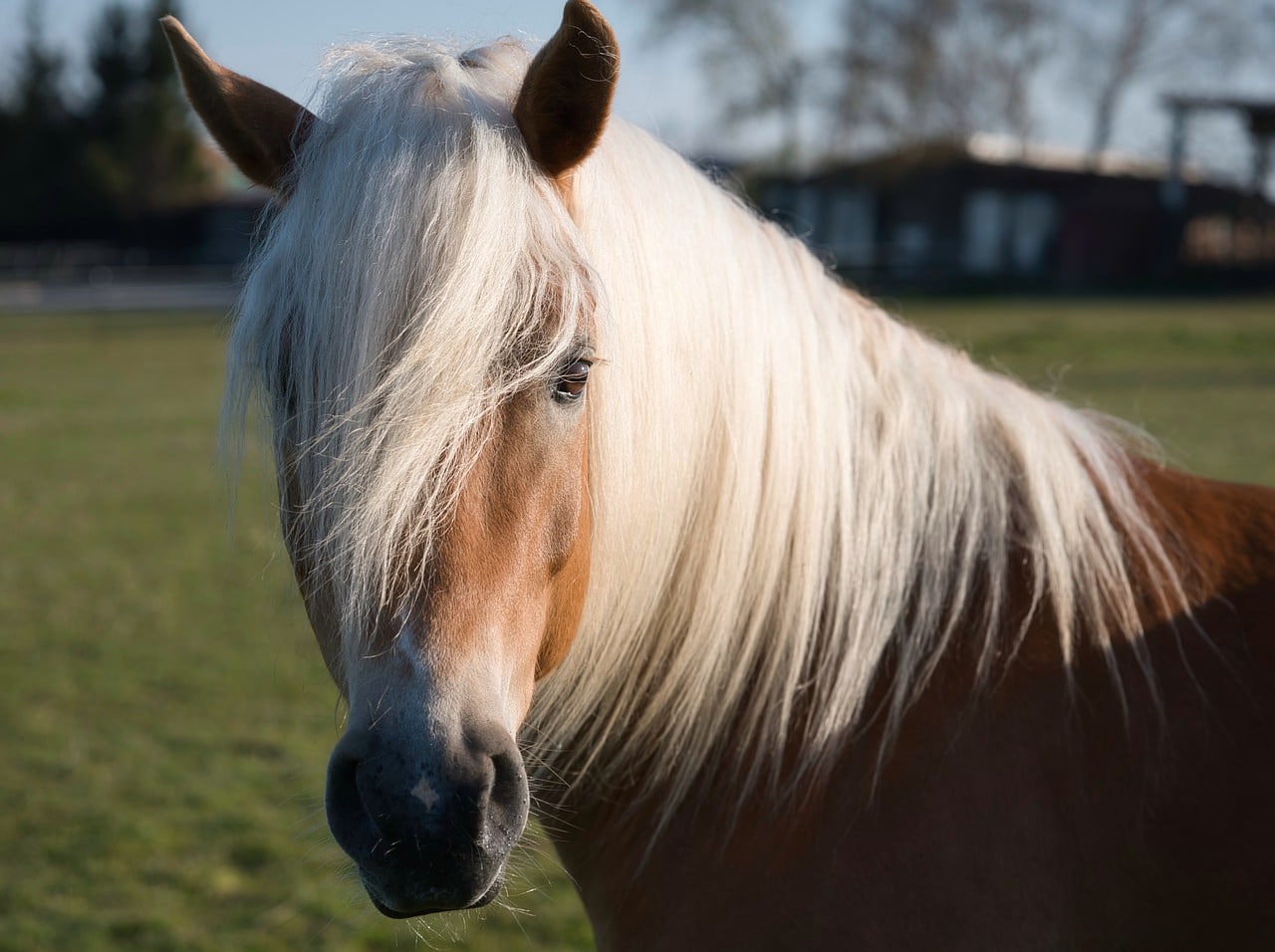 Livret cheval