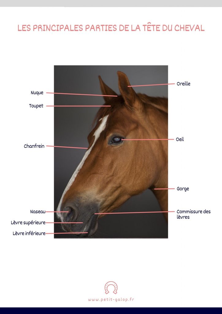 Parties de la tête du cheval Galop 2
