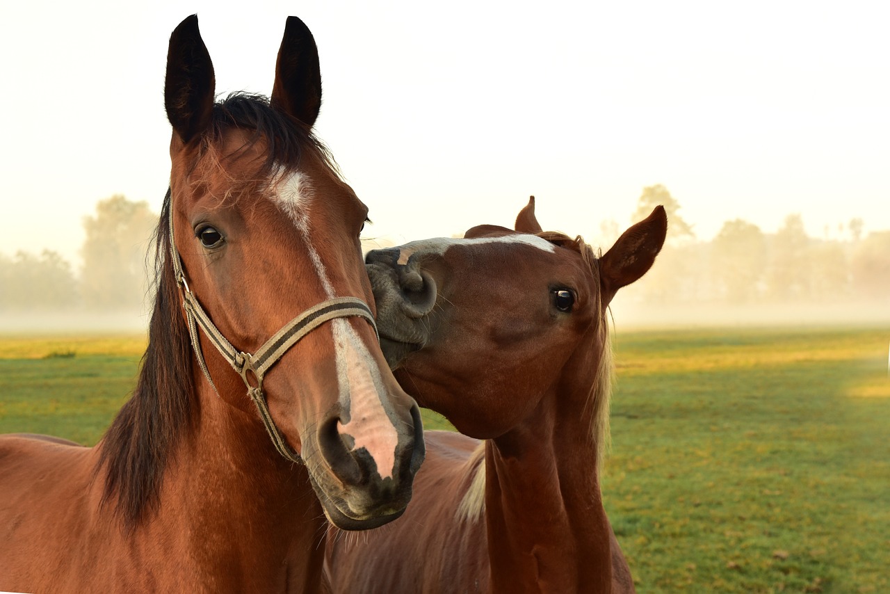 Mettre et enlever un licol à un cheval