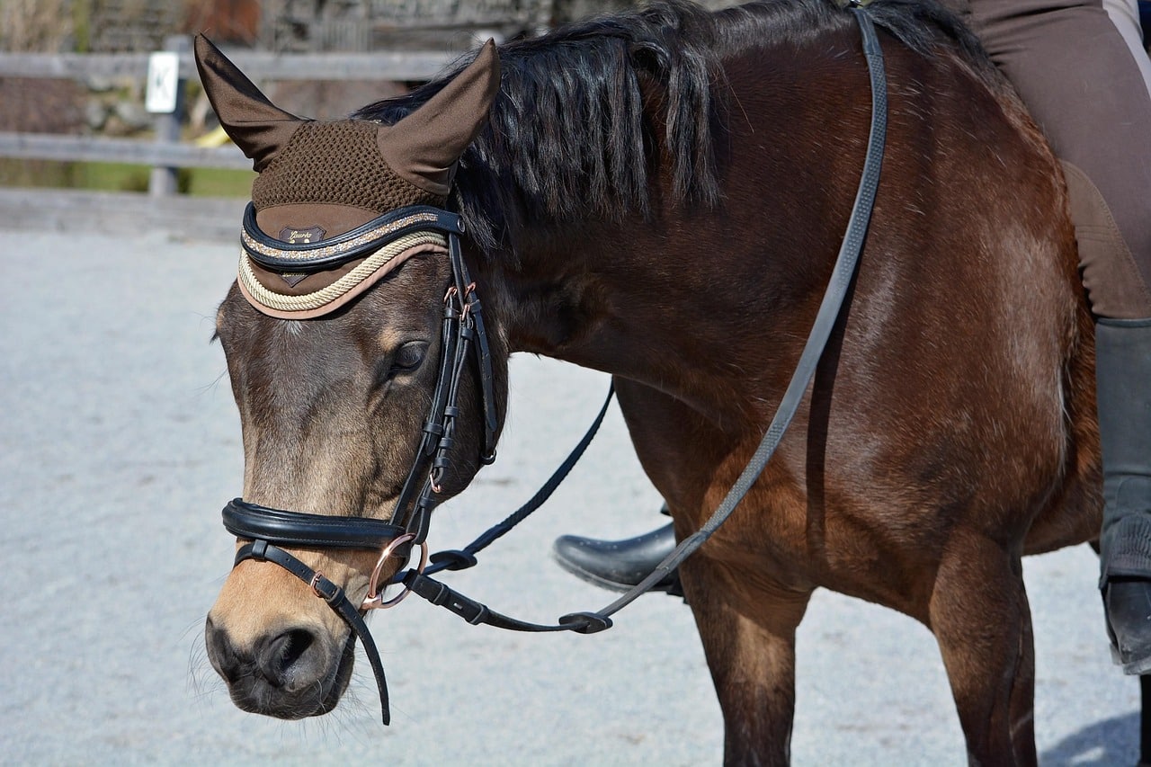 Monter à cheval sans étriers