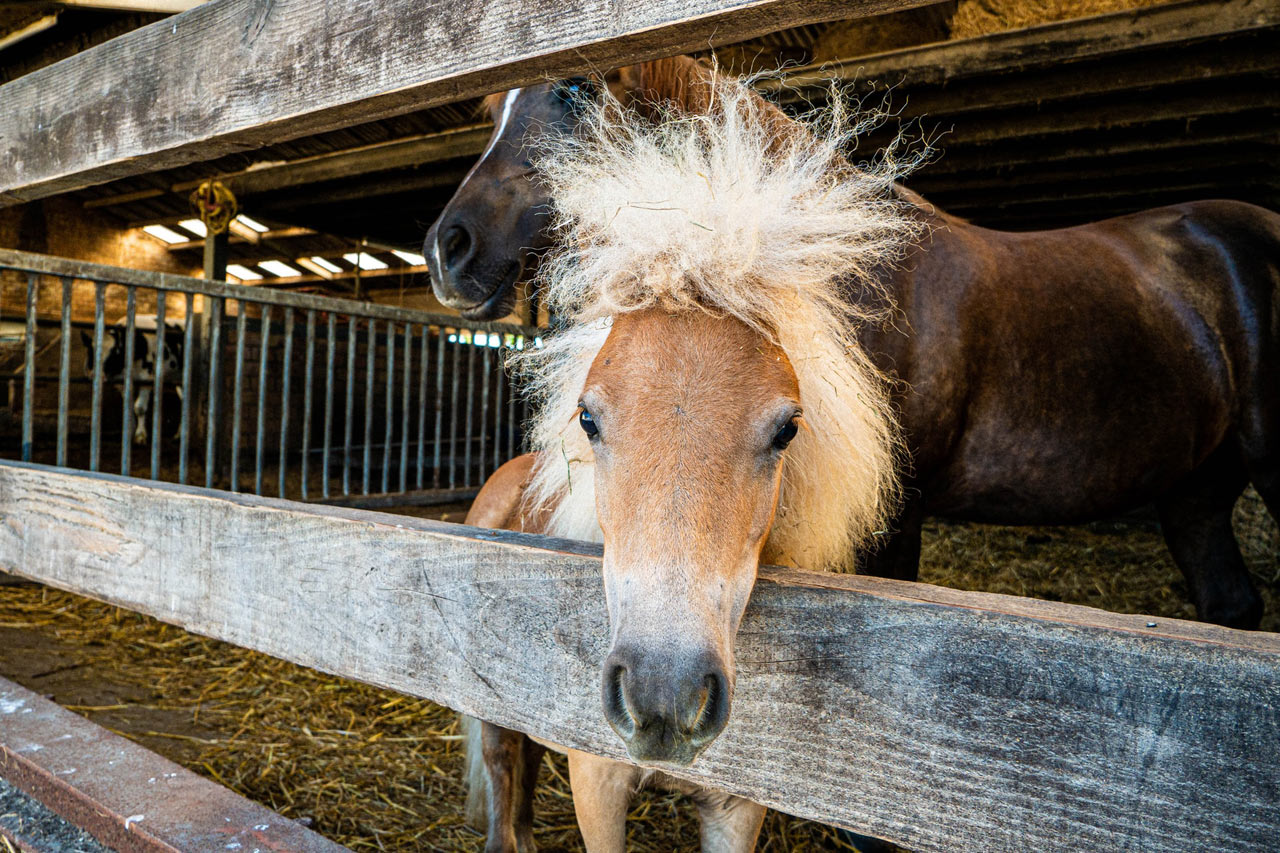 Noms chevaux lettre Q