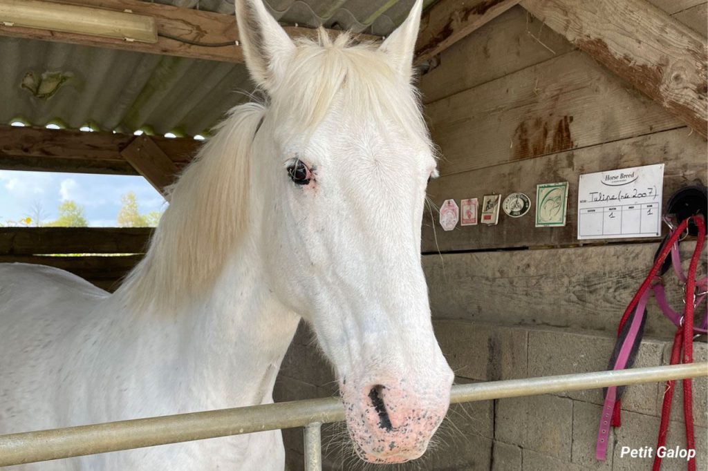 Adjonctions cheval peau champagne