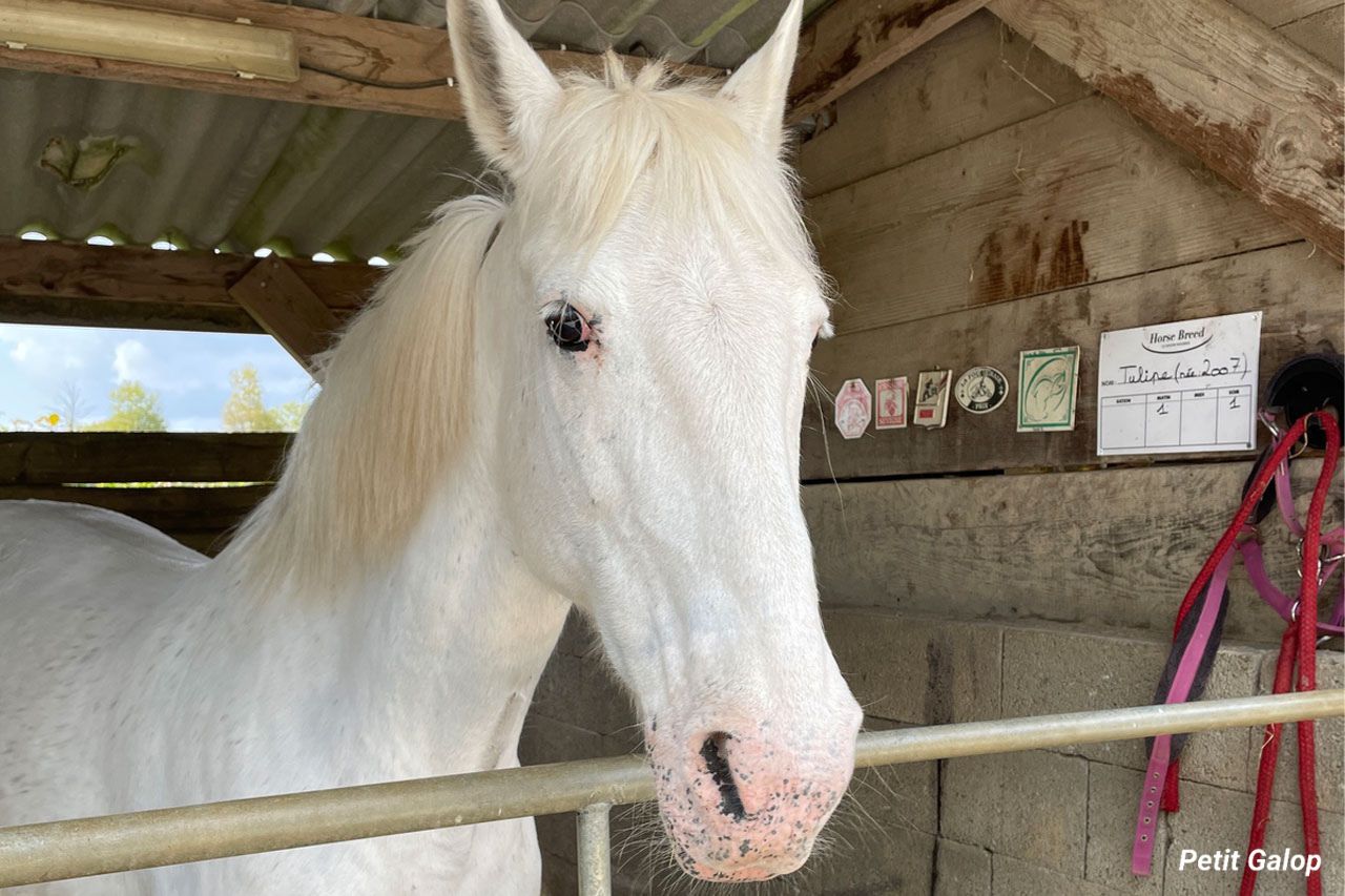 Adjonctions cheval peau champagne